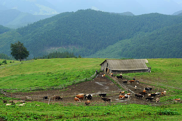 istock Cow pasture and old hut in summer mountains 174874475