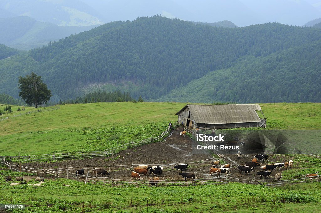 ВОЛОВЬЮ КОЖУ Пастбище и old hut в летние Горы - Стоковые фото Без людей роялти-фри