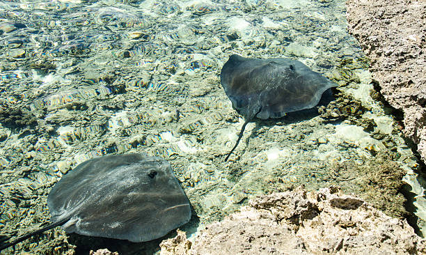 istock Stingrays in a reef lagoon feeding from the rocks 174874632