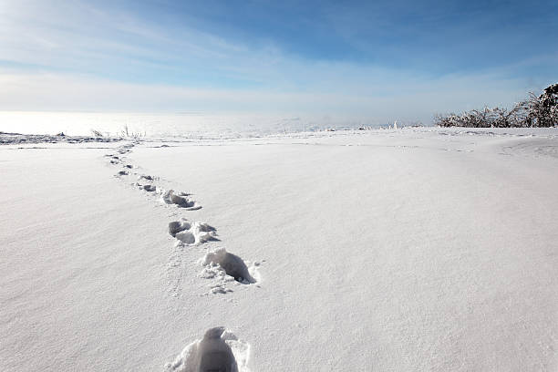 trail of footprints in the snow