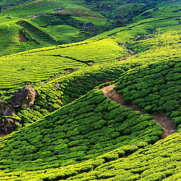 Photo of Aerial view of tea plantation in India, Asia