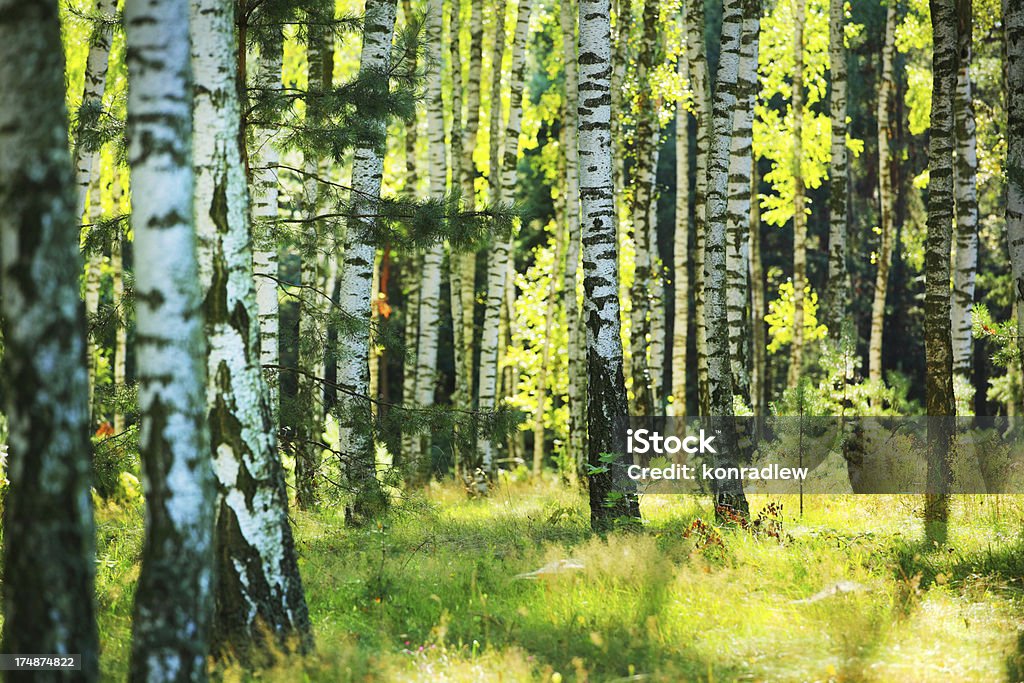 Arbres de printemps forêt de bouleaux vert frais - Photo de Arbre libre de droits