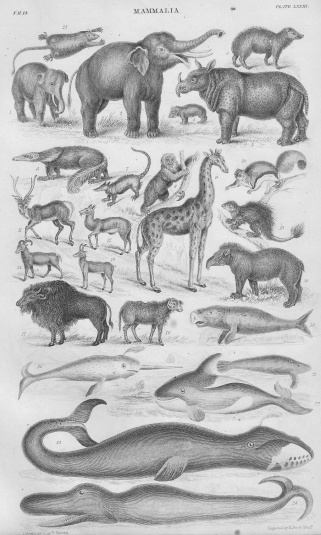 1862 detailed lithograph print taken from the book A History Of The Earth And Animated Nature By Oliver Gold Smith.