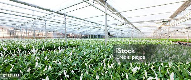 Foto de Lírio Calla Branco e mais fotos de stock de Estufa - Estufa, Flora, Aro