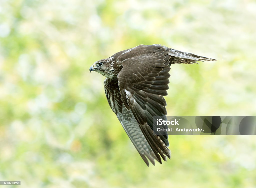 Würgfalke Falcon (Falco cherrug) im Flug - Lizenzfrei Würgfalke Stock-Foto