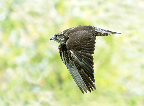 Saker Falcon (Falco cherrug) In Flight Saker Falcon (Falco cherrug) in flight. saker stock pictures, royalty-free photos & images