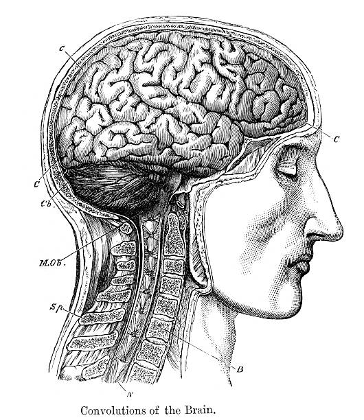Convolutions of the Human Brain Vintage engraving from 1883 of a cross section of a human head showing the brain cerebellum illustrations stock illustrations