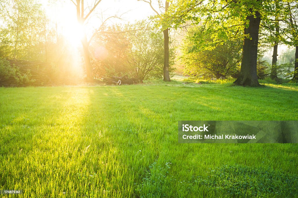 Lumière du soleil sur la pelouse frais de stationnement durant la saison du printemps. - Photo de Arbre libre de droits