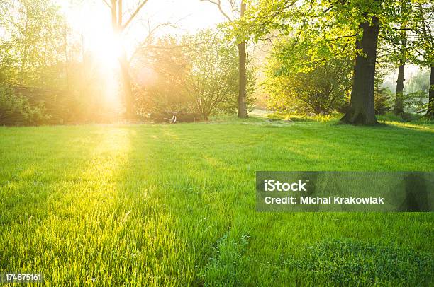 Photo libre de droit de Lumière Du Soleil Sur La Pelouse Frais De Stationnement Durant La Saison Du Printemps banque d'images et plus d'images libres de droit de Arbre