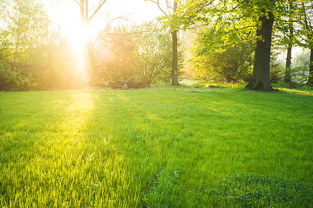 istock Sunlight on fresh lawn in park during spring season. 174875161