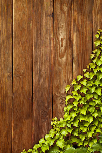 Ivy growing up an old wooden fence.