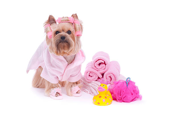 istock Yorkshire Terrier in hair curlers 174875335