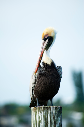 A large pelican sitting on a post on a dock in southern Florida.