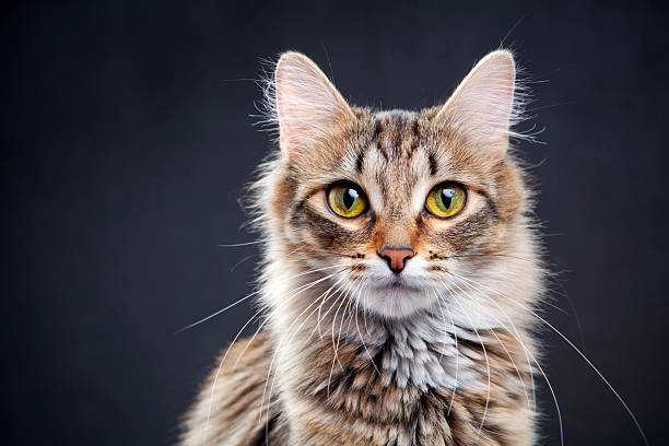 Portrait of a cat stock photo