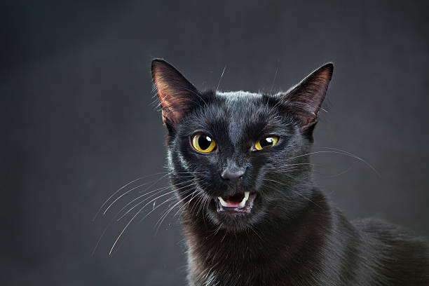 istock Portrait of a cat 174875528