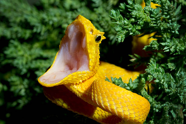 노란색 아이래쉬바이퍼 입을 벌리고 - eyelash viper 뉴스 사진 이미지