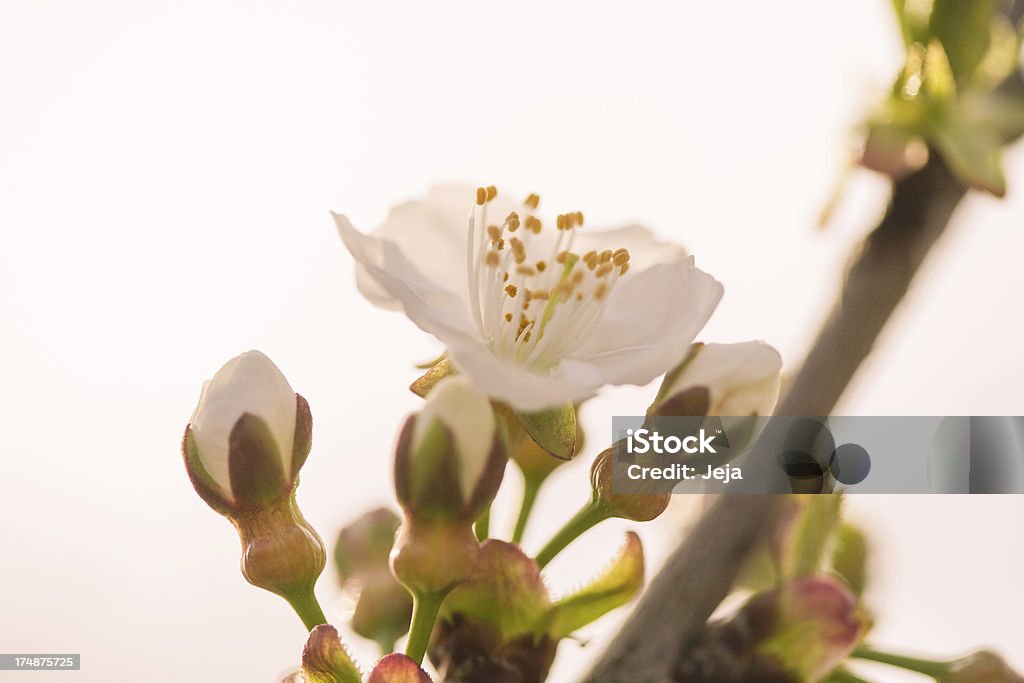 Apple blossom - Lizenzfrei Apfel Stock-Foto