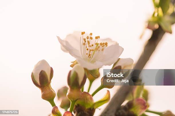 Foto de Flor De Apple e mais fotos de stock de Alimentação Saudável - Alimentação Saudável, Beleza natural - Natureza, Botão - Estágio de flora