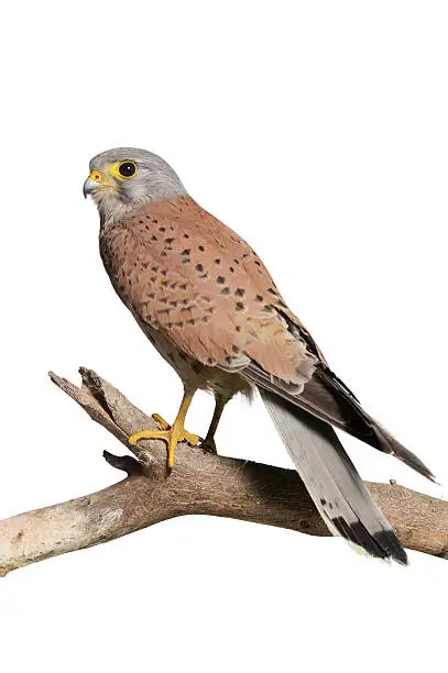 Eurasian Kestrel (Falco tinnunculus) isolated on a white background.