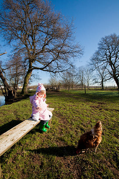 маленькая девочка, кормления chickens в контактном ферма - zoo agricultural fair child farm стоковые фото и изображения