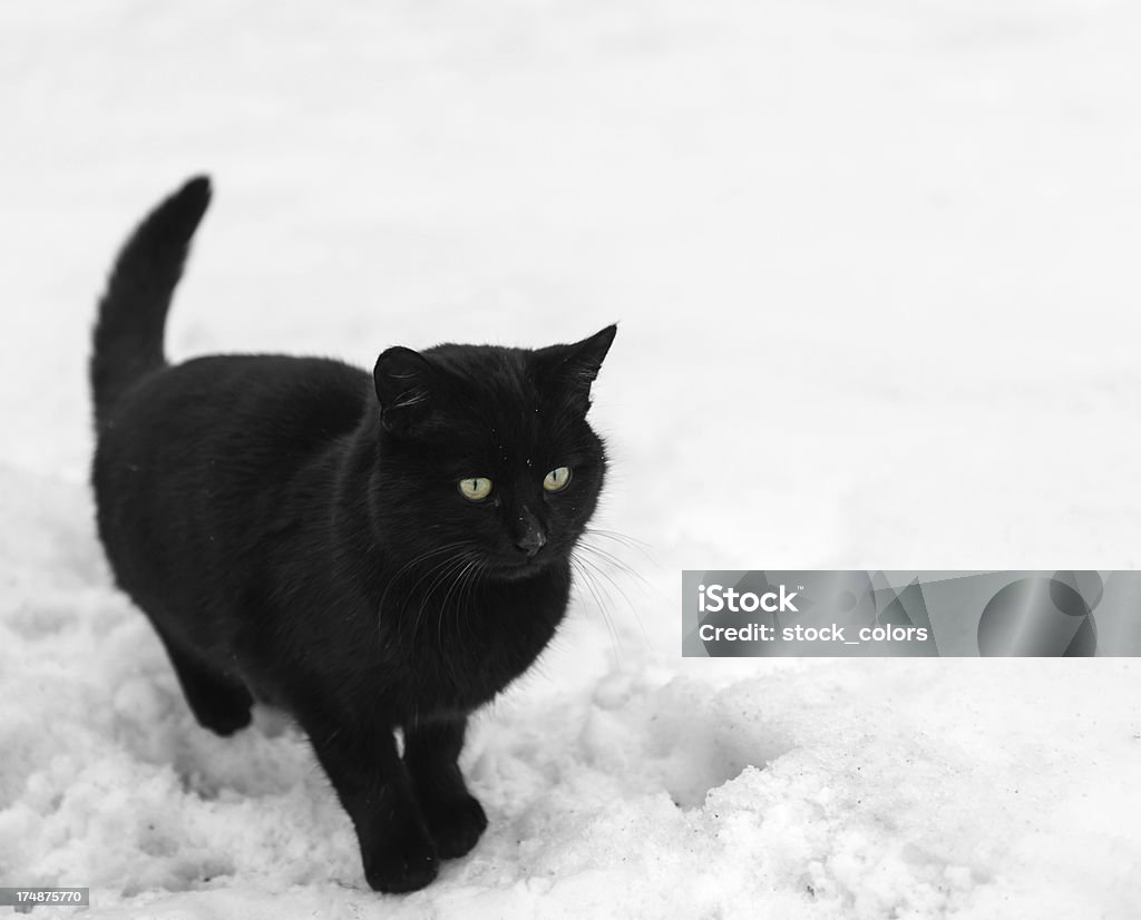 黒猫の冬 - カラー画像のロイヤリティフリーストックフォト