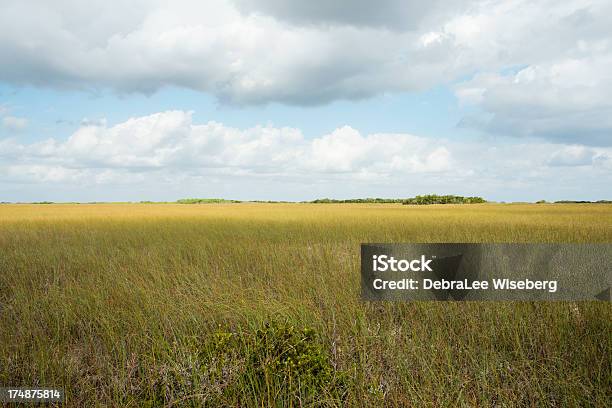 Plains Из Эверглейдс — стоковые фотографии и другие картинки Без людей - Без людей, Болото, Вода