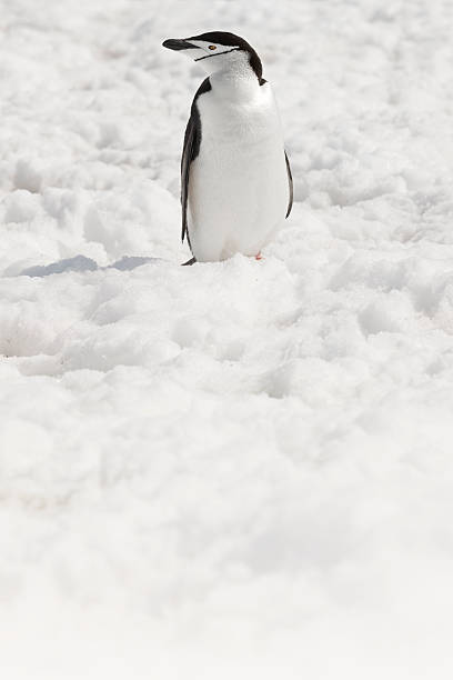 antarktis zügelpinguin auf halbmond-insel - penguin chinstrap penguin antarctic peninsula ice floe stock-fotos und bilder