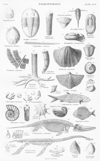1862 lithograph print taken from the book A History Of The Earth And Animated Nature By Oliver Gold Smith.