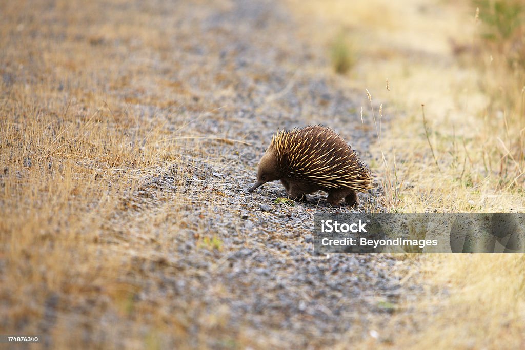 Echidna heads toward busy country road "A very cute echidna (spiny anteater) with bristles partly raised, starts to climb onto the verge of a busy country road.  (I wanted more photos but not of a squashed animal, so I persuaded the animal to retreat to the bushes).  Narrow focus.  Horizontal with plenty of copy space." Echidna Stock Photo
