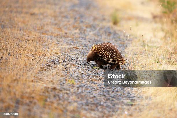 Echidna Heads Toward Busy Country Road Stock Photo - Download Image Now - Echidna, Anteater, Animal