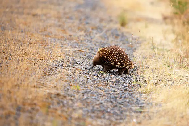 "A very cute echidna (spiny anteater) with bristles partly raised, starts to climb onto the verge of a busy country road.  (I wanted more photos but not of a squashed animal, so I persuaded the animal to retreat to the bushes).  Narrow focus.  Horizontal with plenty of copy space."