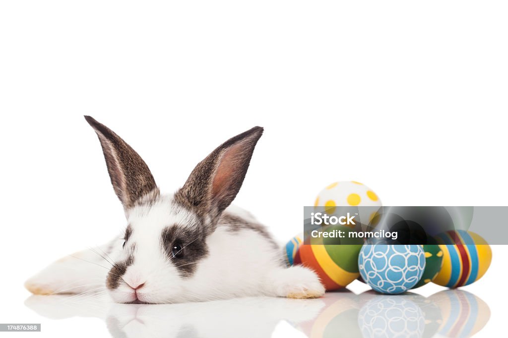 Conejo de pascua - Foto de stock de Huevo de Pascua libre de derechos