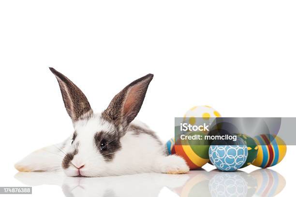 Conejo De Pascua Foto de stock y más banco de imágenes de Huevo de Pascua - Huevo de Pascua, Conejo de pascua, Huevo - Comida básica