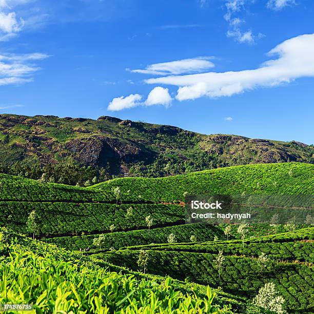 Early Morning On The Tea Plantation In India Asia Stock Photo - Download Image Now - Agricultural Field, Agriculture, Asia