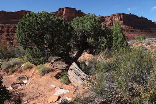 A grand old Utah Juniper along the bank of a sandy dry streambed with red sandstone cliff background in the western side canyon at Valley of the Gods in Utah.