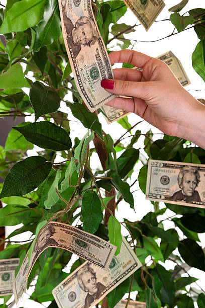 finanças: feminino mão alcançando de dinheiro crescer na árvore. - wealth paper currency incentive money doesnt grow on trees imagens e fotografias de stock