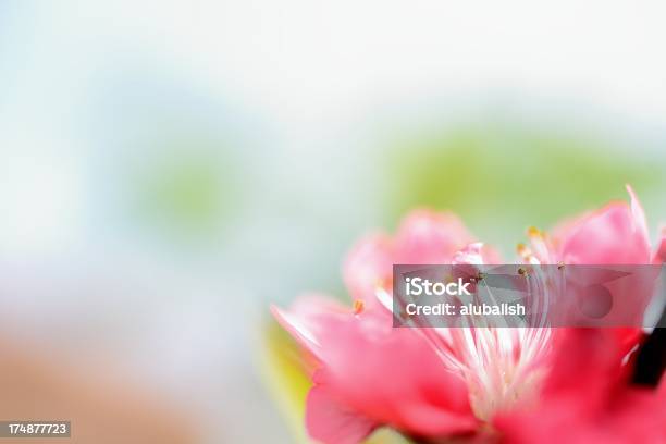 Foto de Bela Flor Fundo e mais fotos de stock de Azul - Azul, Beleza, Beleza natural - Natureza