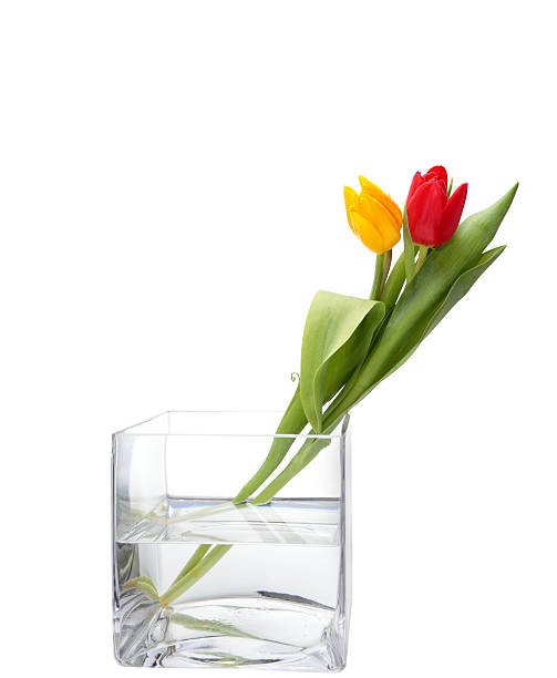 istock yellow red tulips in square glass vase isolated on white 174877757