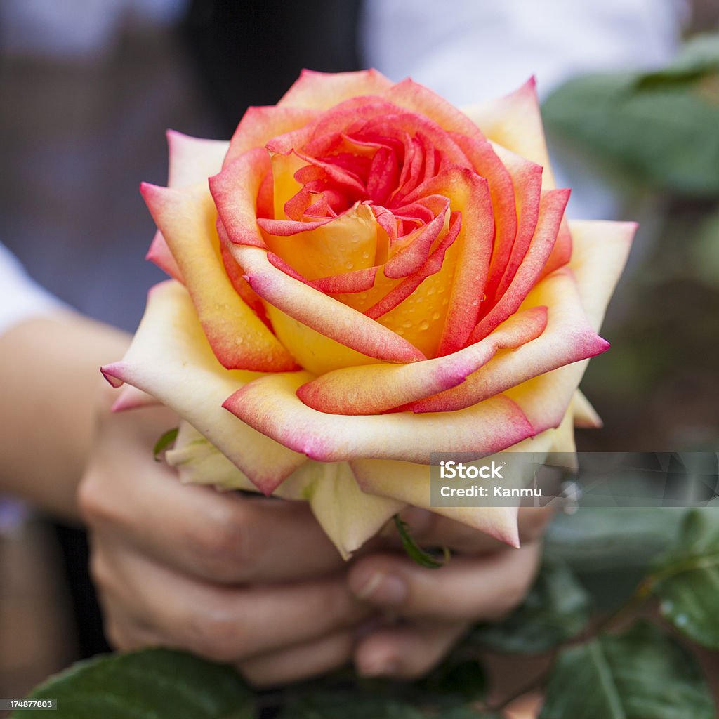 Mano con belle Rose - Foto stock royalty-free di Aiuola