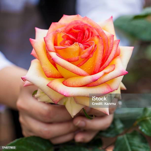 Mano Con Belle Rose - Fotografie stock e altre immagini di Aiuola - Aiuola, Ambientazione esterna, Amore