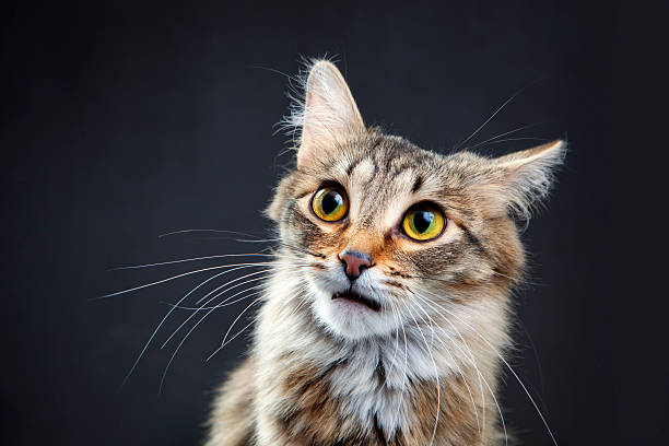 istock Portrait of a cat 174877932
