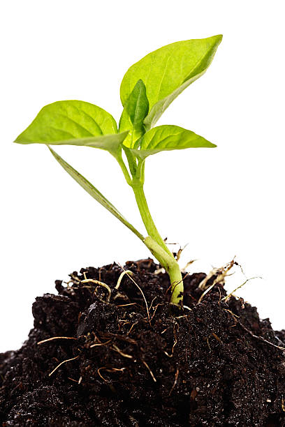 istock Glowing with good health, green seedling growing in rich compost 174877972