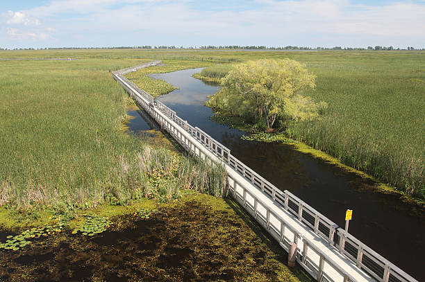 istock Marsh Boardwalk in Point Pelee National Park 174878015
