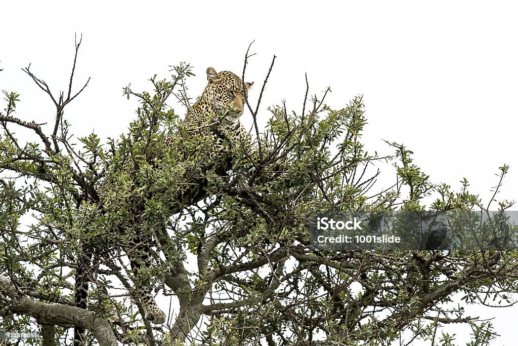 Leopard - Lizenzfrei Afrika Stock-Foto