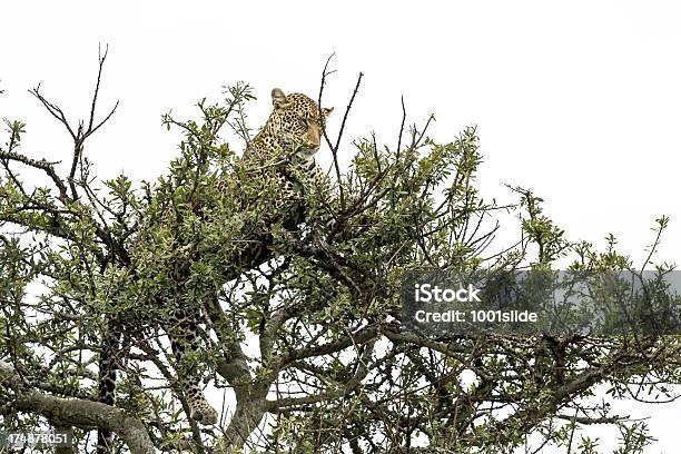 Leopardo Foto de stock y más banco de imágenes de Acostado - Acostado, Aire libre, Animal