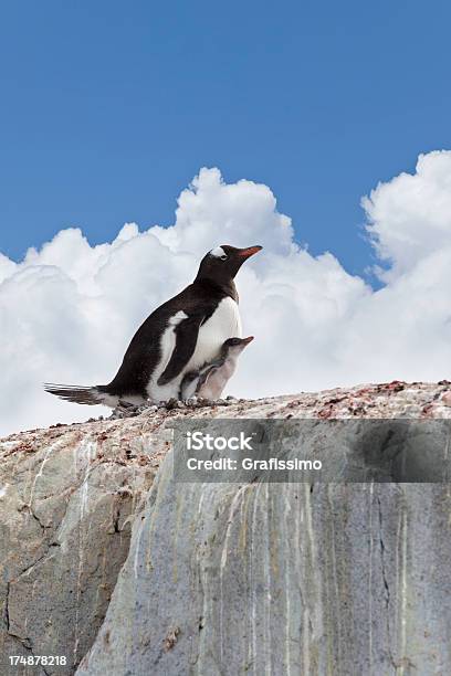 Antártida Pingüino Gentú Con Bebé En Nest Foto de stock y más banco de imágenes de Aire libre - Aire libre, Animal, Antártida