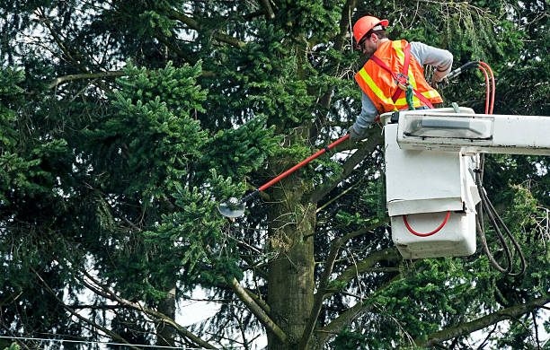 istock Worker in a bucket truck trimming tree branches around lines 174878446