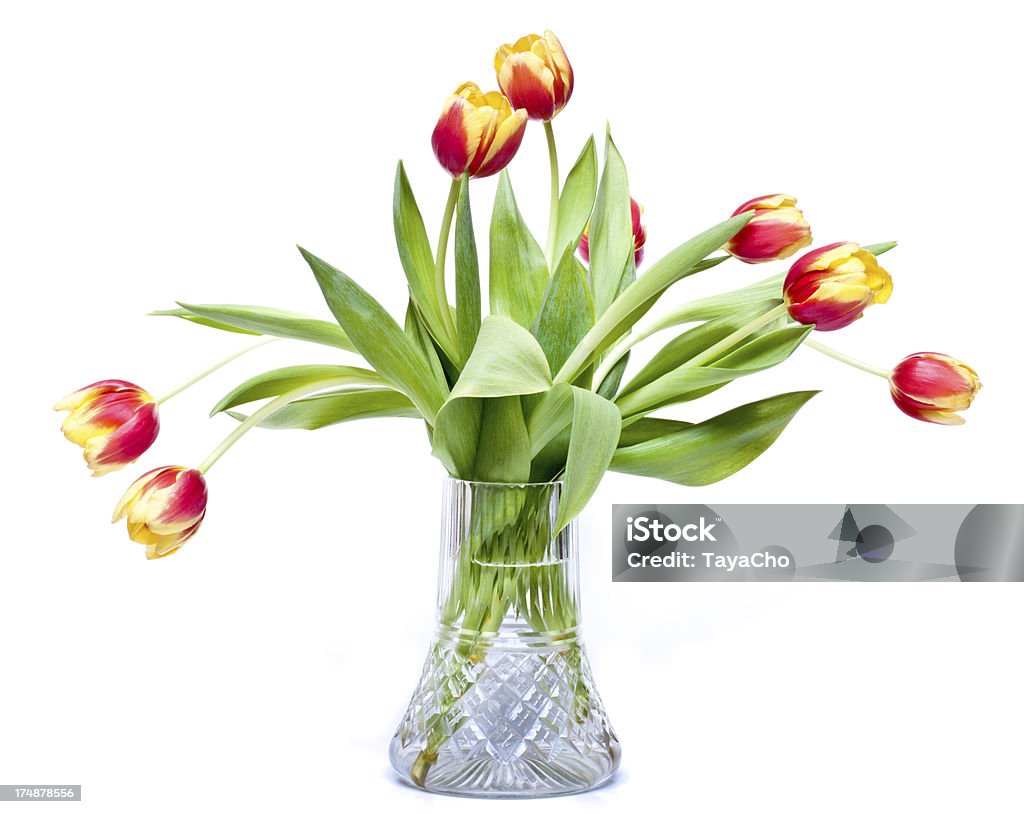 Vaso di tulipani isolato - Foto stock royalty-free di Bicchiere