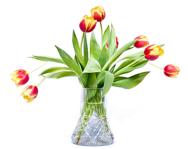 istock Vase of tulips isolated 174878556