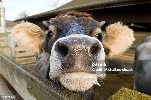 Cow Stock Photo - Download Image Now - Agriculture, Animal, Animal Body Part